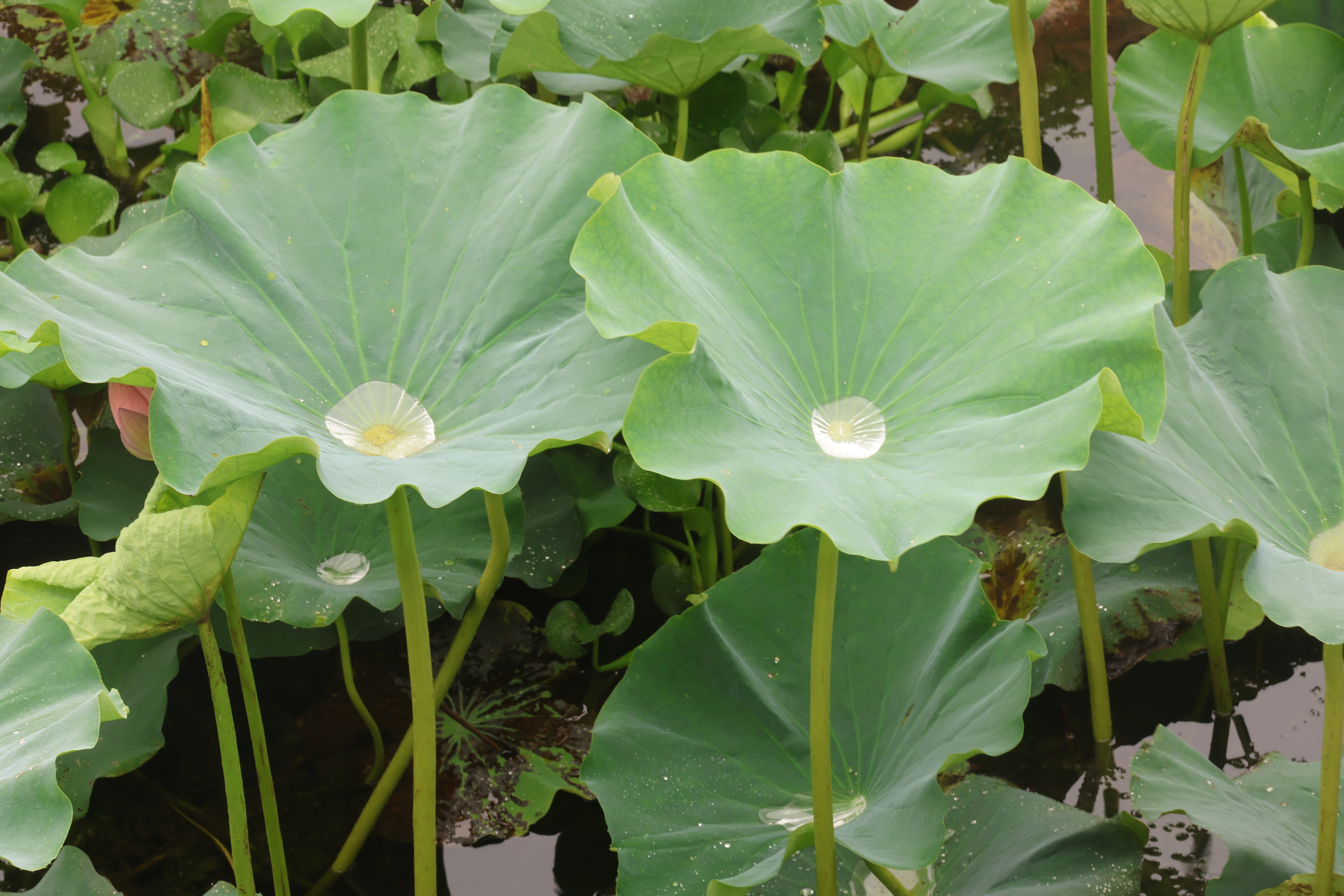苏州重元寺 (13)